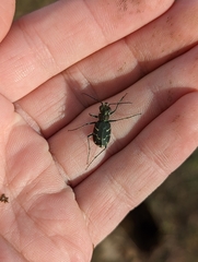 Cicindela tranquebarica