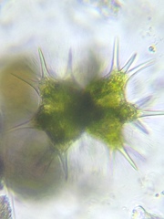 Staurastrum brasiliense