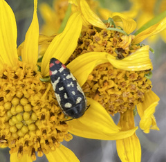 Acmaeodera disjuncta