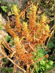 Amaranthus retroflexus