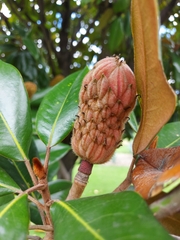 Magnolia grandiflora
