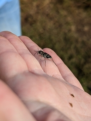 Cicindela tranquebarica