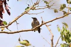 Pycnonotus goiavier analis