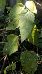 Celtis australis