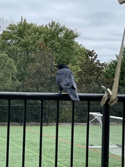Corvus