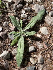 Helminthotheca echioides