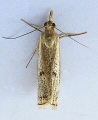 Microcrambus polingi
