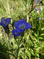 Gentianopsis victorinii