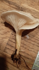 Clitocybe fragrans