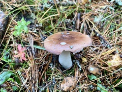 Russula betularum