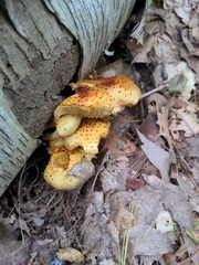 Pholiota aurivella