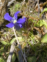 Gentianopsis thermalis