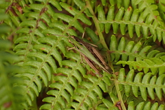 Omocestus