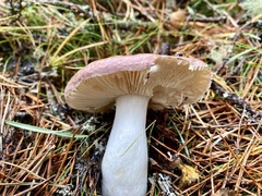 Russula betularum