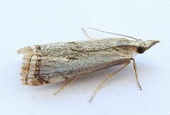 Microcrambus polingi