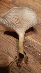 Clitocybe fragrans