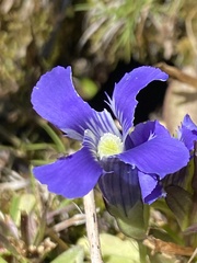 Gentianopsis thermalis