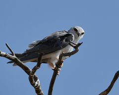 Elanus caeruleus caeruleus