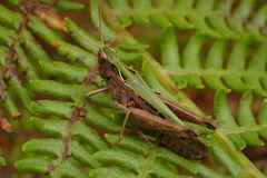 Omocestus