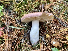 Russula betularum