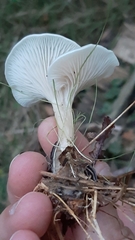 Clitocybe fragrans