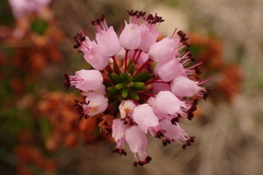 Erica vagans