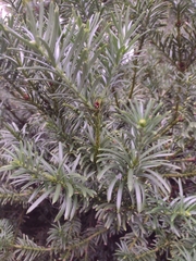 Taxus baccata