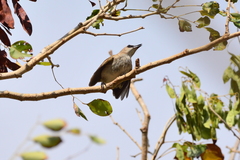 Pycnonotus goiavier analis