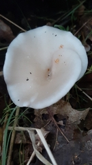 Clitocybe fragrans
