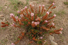 Erica vagans