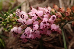 Erica vagans