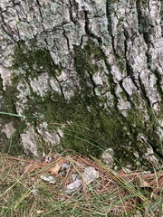 Dicranum montanum