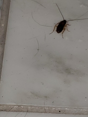 Periplaneta americana