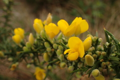 Ulex
