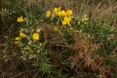 Ulex