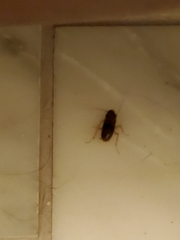 Periplaneta americana