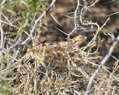 Agama aculeata aculeata