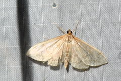 Anania extricalis