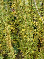 Artemisia biennis