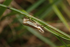 Crambus pascuella