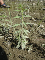 Lycopus laurentianus