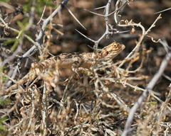 Agama aculeata aculeata