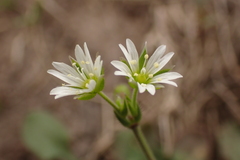 Cerastium fontanum