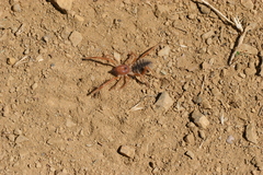 Galeodes graecus