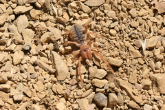 Galeodes graecus