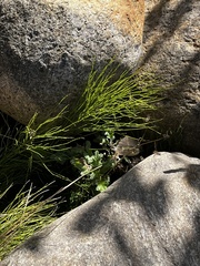Equisetum arvense