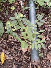 Ulmus
