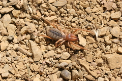 Galeodes graecus