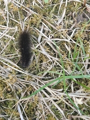 Spilosoma lubricipeda