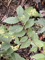 Ulmus